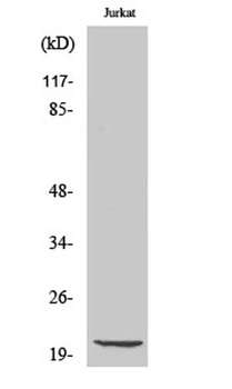 Cleaved-Caspase-7 p20 (D198) rabbit pAb