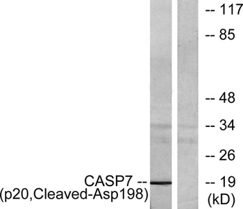Cleaved-Caspase-7 p20 (D198) antibody