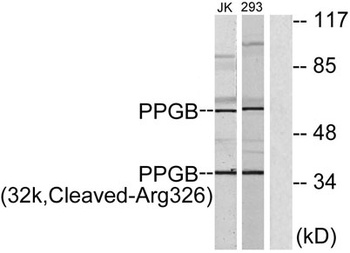 Cleaved-Cathepsin A 32k (R326) antibody