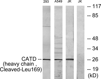 Cleaved-Cathepsin D HC (L169) antibody