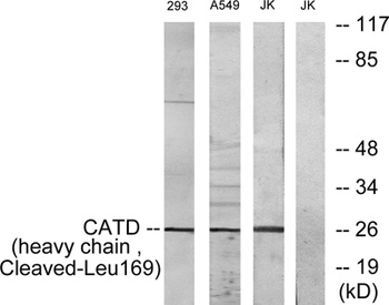 Cleaved-Cathepsin D HC (L169) rabbit pAb