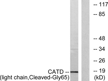 Cleaved-Cathepsin D LC (G65) rabbit pAb