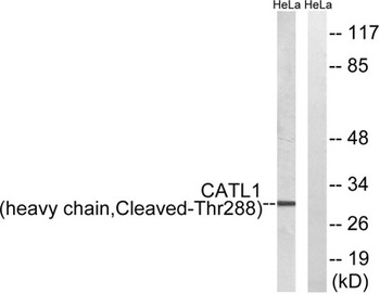 Cleaved-Cathepsin L1 HC (T288) rabbit pAb