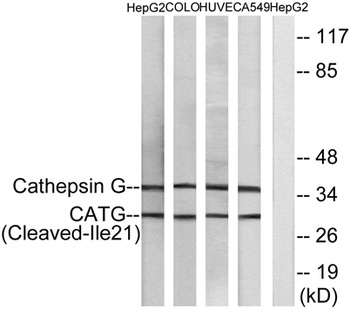 Cleaved-Cathepsin G (I21) rabbit pAb
