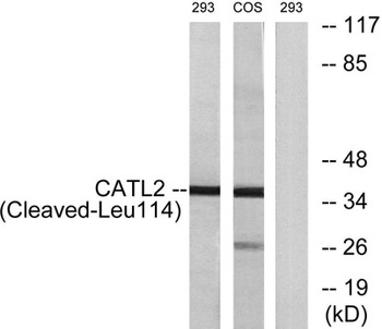 Cleaved-Cathepsin L2 (L114) antibody