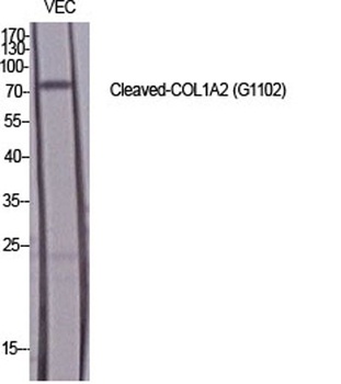 Cleaved-COL1A2 (G1102) rabbit pAb
