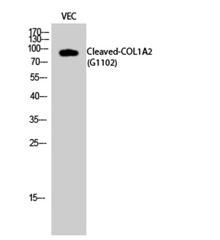 Cleaved-COL1A2 (G1102) antibody