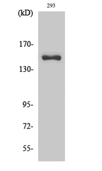 Cleaved-COL4A3 (L1425) rabbit pAb