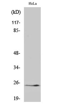 Cleaved-KLK11 (I54) rabbit pAb Antibody