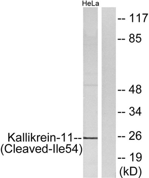 Cleaved-KLK11 (I54) rabbit pAb