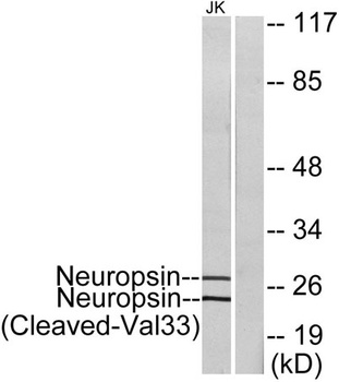 Cleaved-KLK8 (V33) rabbit pAb