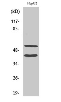 Cleaved-MMP-10 (F99) rabbit pAb