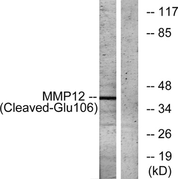 Cleaved-MMP-12 (G106) antibody