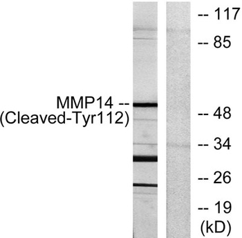 Cleaved-MMP-14 (Y112) rabbit pAb