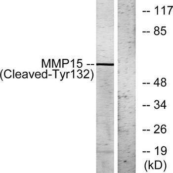 Cleaved-MMP-15 (Y132) rabbit pAb
