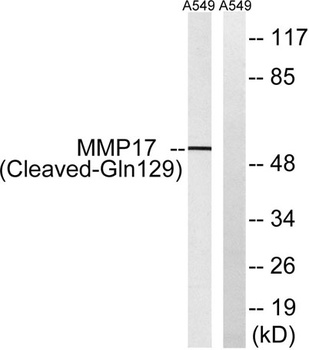 Cleaved-MMP-17 (Q129) rabbit pAb