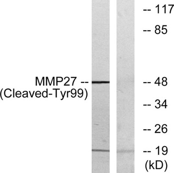 Cleaved-MMP-27 (Y99) rabbit pAb