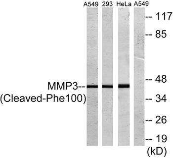 Cleaved-MMP-3 (F100) rabbit pAb