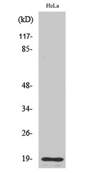 Cleaved-Thrombin APII (R327) rabbit pAb