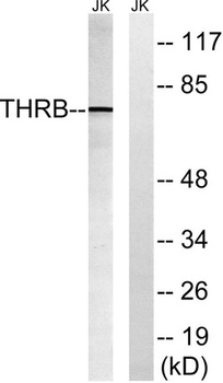 Cleaved-Thrombin APII (R327) rabbit pAb