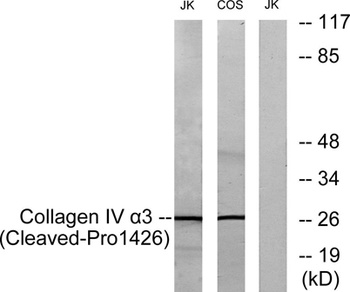 Cleaved-Tumstatin (P1426) rabbit pAb