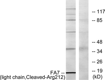Cleaved-Factor VII LC (R212) antibody