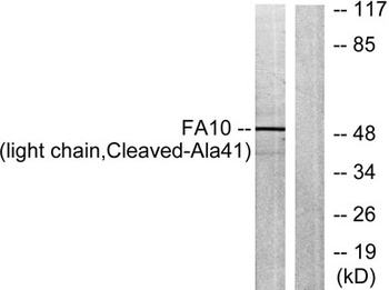 Cleaved-Factor X/ Factor X LC (A41) antibody