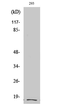 Cleaved-Integrin α5 LC (E895) rabbit pAb