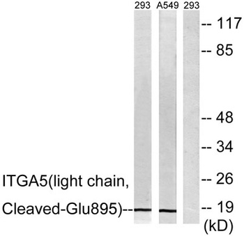 Cleaved-Integrin alpha5 LC (E895) antibody