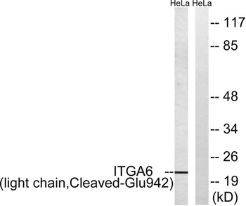 Cleaved-Integrin alpha6 LC (E942) antibody
