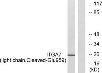 Cleaved-Integrin alpha7 LC (E959) antibody