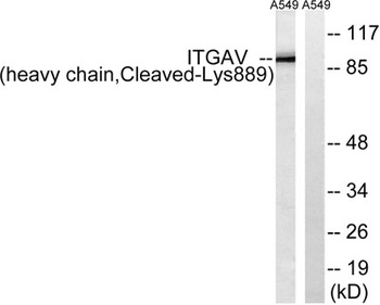 Cleaved-Integrin alphaV HC (K889) antibody