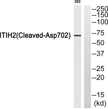 Cleaved-ITI-H2 (D702) rabbit pAb