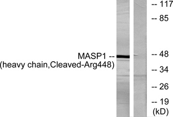 Cleaved-MASP-1 HC (R448) antibody