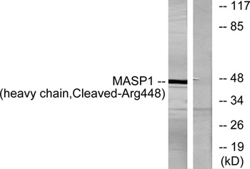 Cleaved-MASP-1 HC (R448) rabbit pAb Antibody