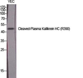 Cleaved-Plasma Kallikrein HC (R390) rabbit pAb