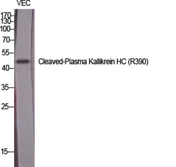 Cleaved-Plasma Kallikrein HC (R390) antibody