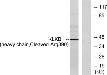 Cleaved-Plasma Kallikrein HC (R390) rabbit pAb