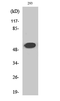 Cleaved-Plasminogen HC A short form (V98) rabbit pAb Antibody
