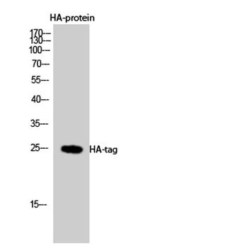 HA-tag antibody