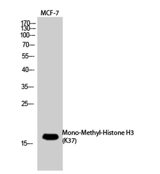 Histone H3 (Mono Methyl Lys37) rabbit pAb
