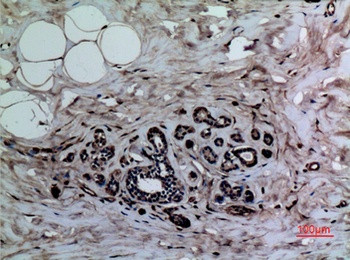 Histone H3 (Mono Methyl Lys37) rabbit pAb