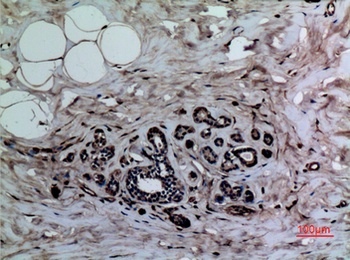 Histone H3 (Mono-Methyl-Lys37) antibody