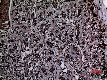 Histone H3 (Mono Methyl Lys37) rabbit pAb