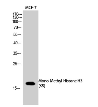 Histone H3 (Mono Methyl Lys5) rabbit pAb