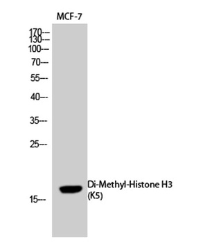Histone H3 (Di Methyl Lys5) rabbit pAb