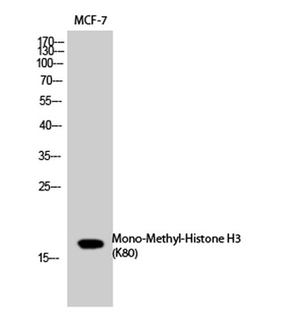 Histone H3 (Mono Methyl Lys80) rabbit pAb