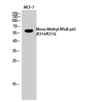 NFκB-p65 (Mono Methyl Lys314/Lys315) rabbit pAb Antibody