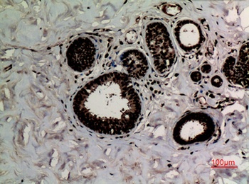 Histone H3 (Di Methyl Lys10) rabbit pAb