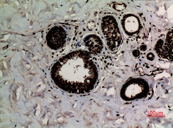 Histone H3 (Di-Methyl-Lys10) antibody